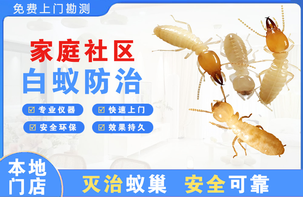 海口家庭社区白蚁防治