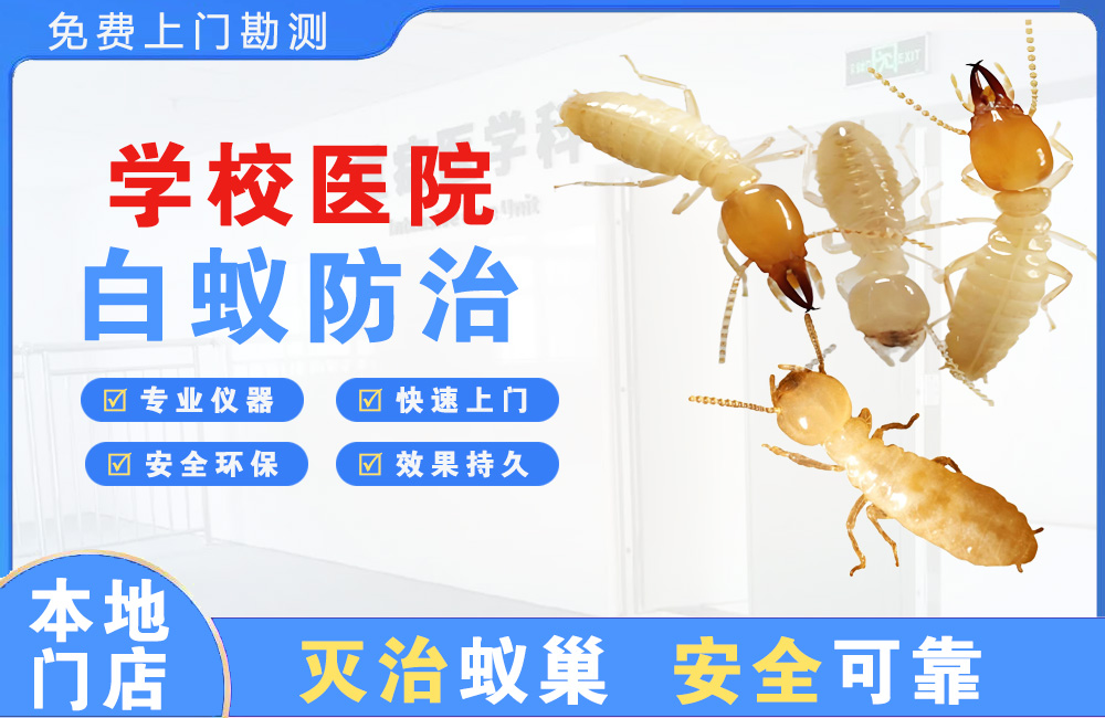 海口学校医院白蚁防治